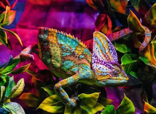 Chameleon 500 Pc Puzzle