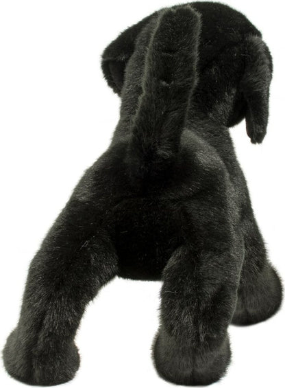 Chester Black Lab