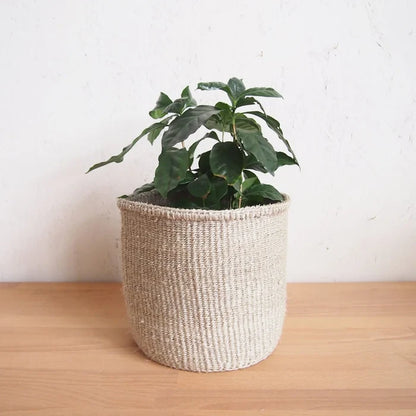 Cliffs Plant Basket