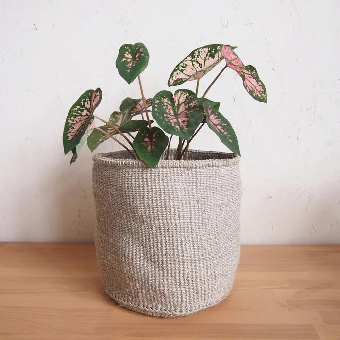 Cliffs Plant Basket