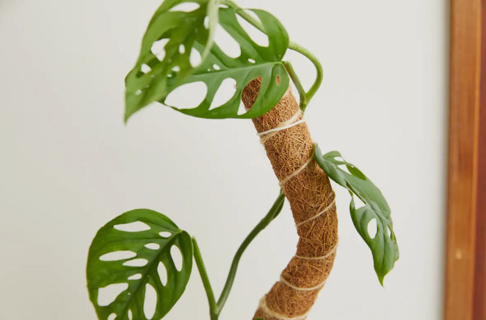 Coco Climber