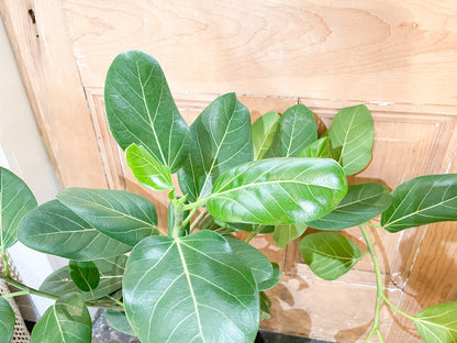 Ficus Audrey Bush