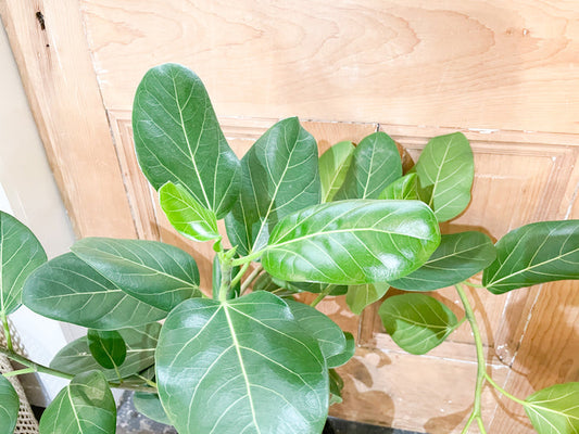 Ficus Audrey Bush