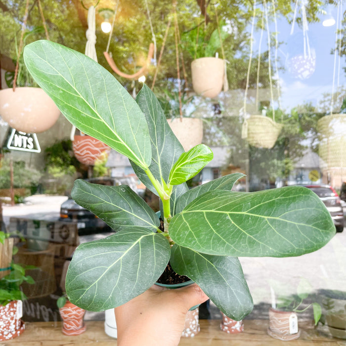 Ficus Audrey Bush