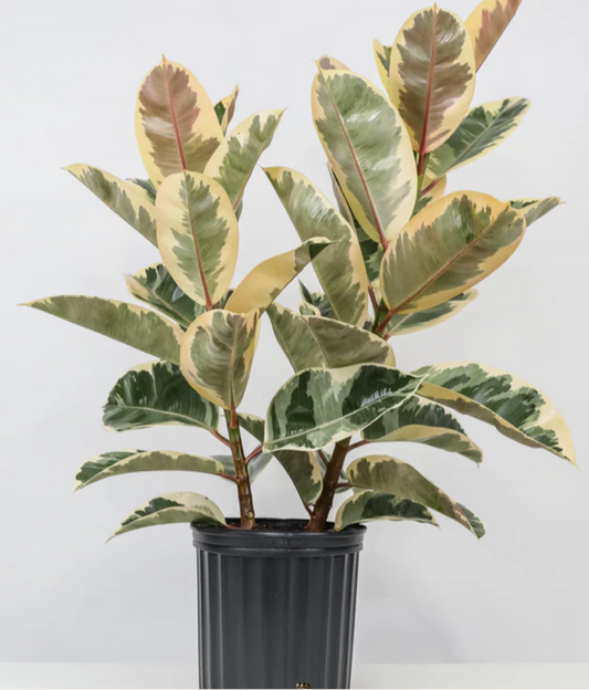 Large Ficus Tineke Bush
