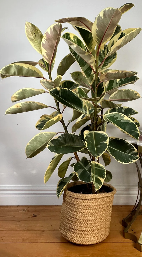 Large Ficus Tineke Bush