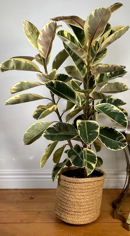 Large Ficus Tineke Bush