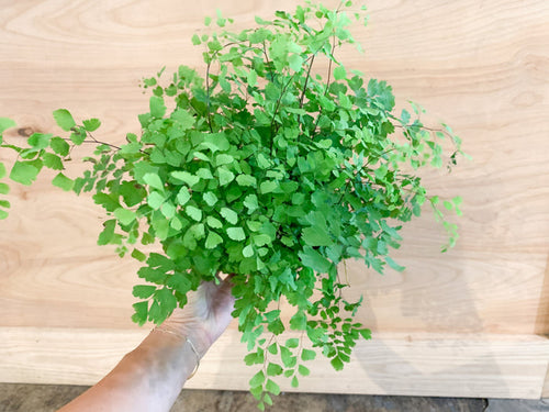 Maidenhair Fern
