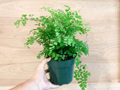 Maidenhair Fern