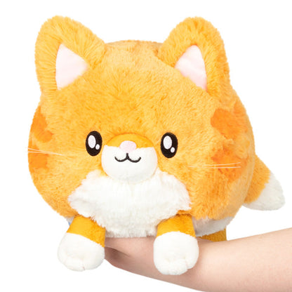 Kitty