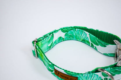 Monstera Eco Canvas Dog Collar