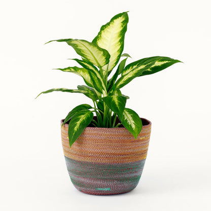Moriah Okun: Wonky Bucket