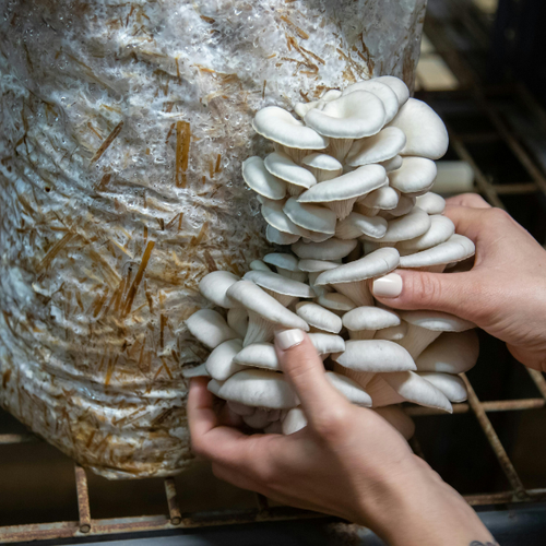 Mushroom Cultivation Workshop