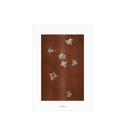 Origins No 5 Limited Print