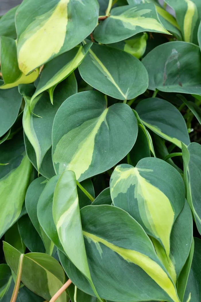 Philodendron Cordatum ‘Brasil’