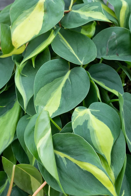 Philodendron Cordatum ‘Brasil’
