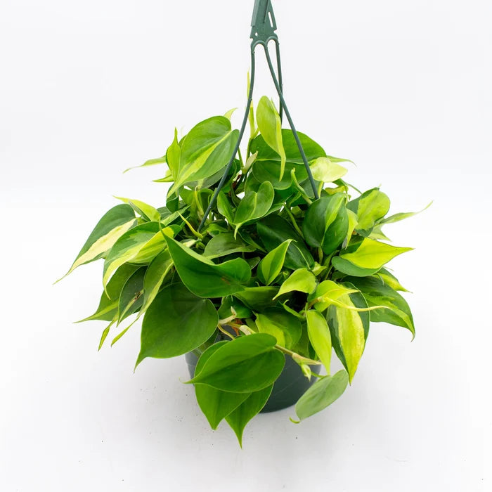 Philodendron Cordatum ‘Brasil’