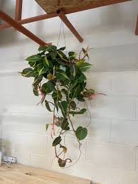 Philodendron Cordatum ‘Brasil’