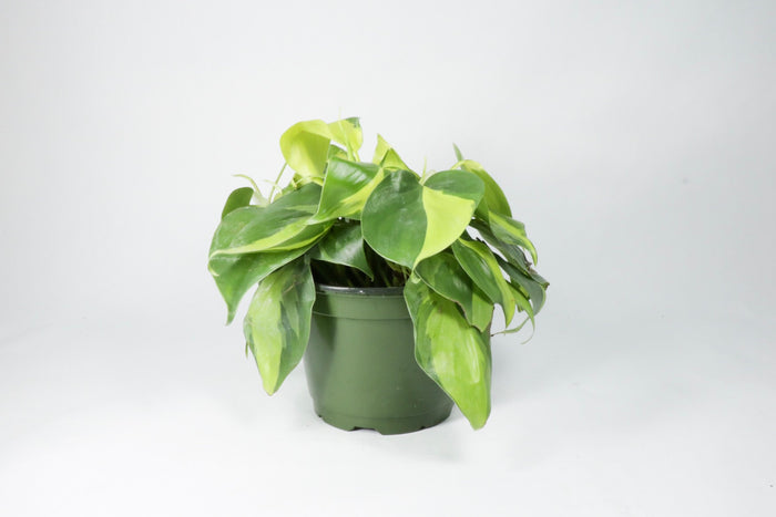 Philodendron Cordatum ‘Brasil’