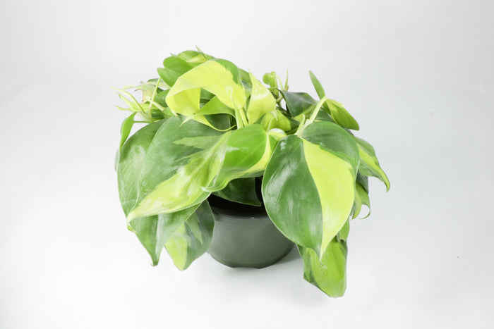 Philodendron Cordatum ‘Brasil’