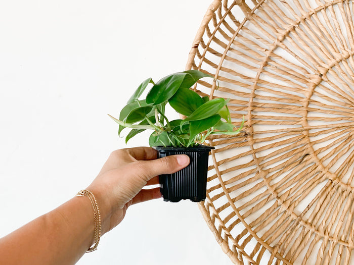 Philodendron Cordatum