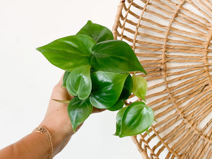 Philodendron Cordatum