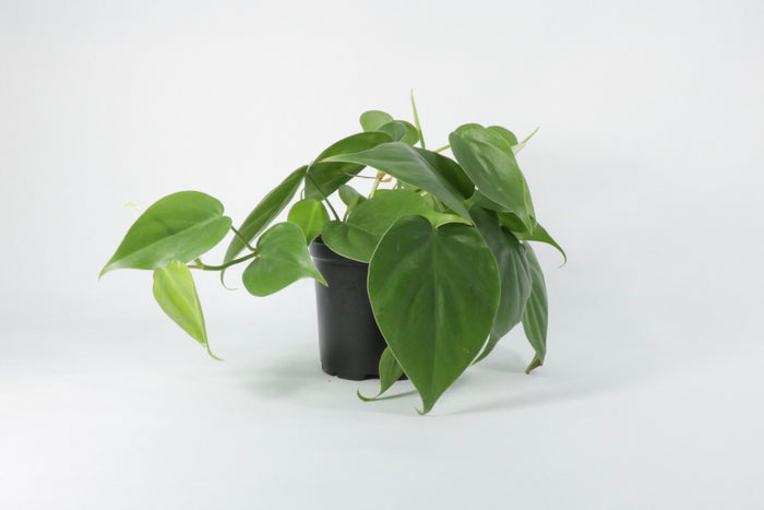 Philodendron Cordatum