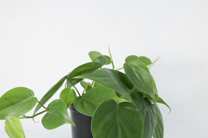 Philodendron Cordatum