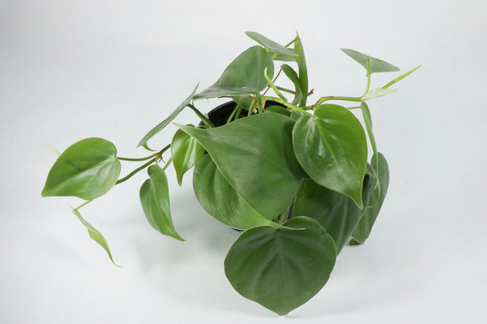 Philodendron Cordatum