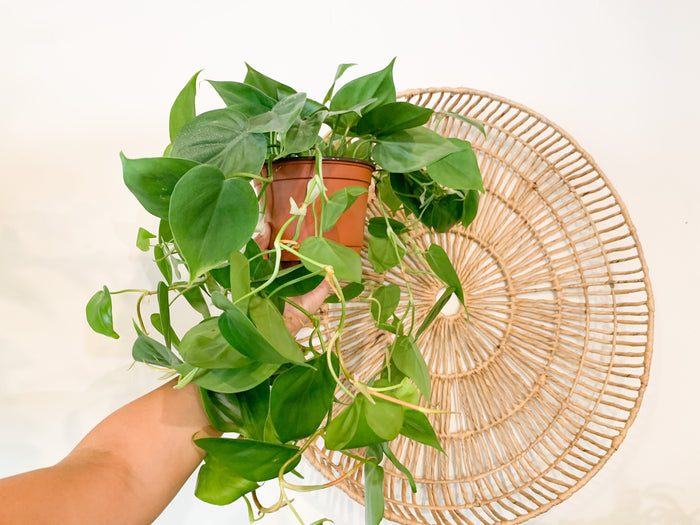 Philodendron Cordatum