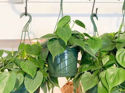 Philodendron Cordatum