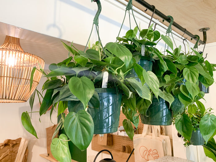 Philodendron Cordatum