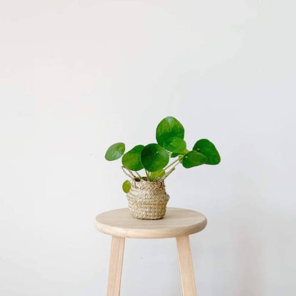 Pillowpia Belly Basket - Small