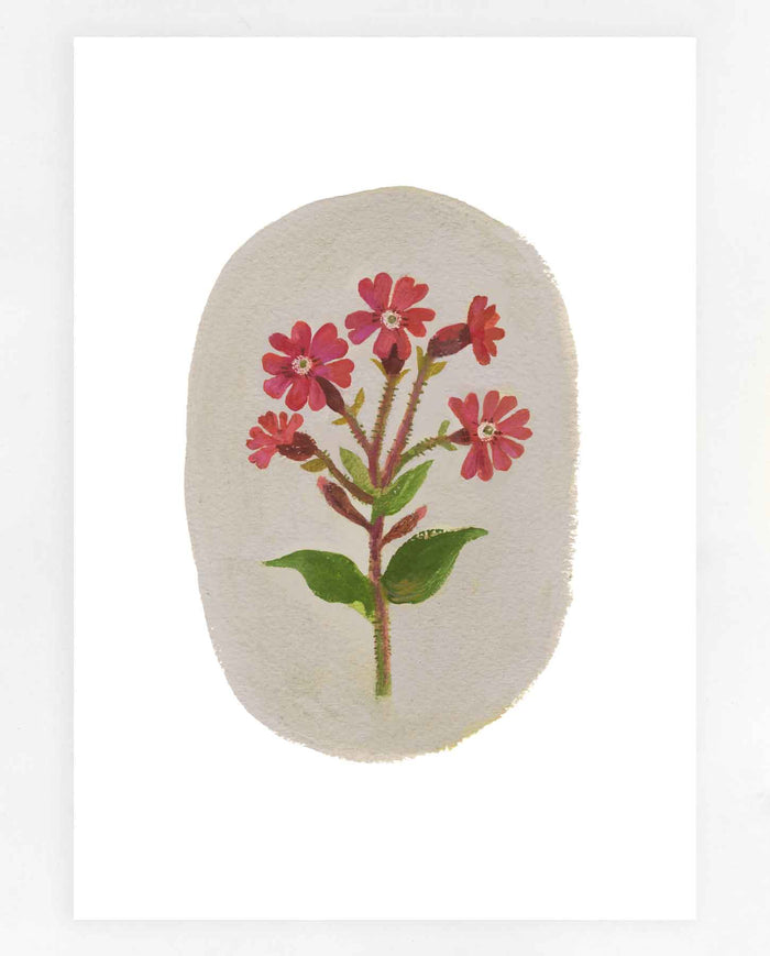 Red Campion Print