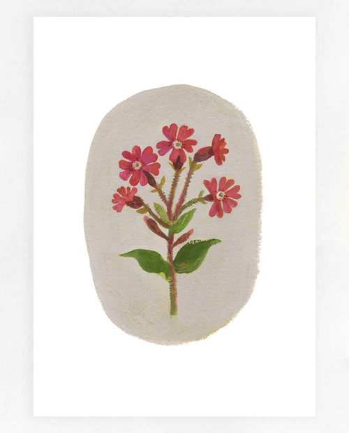 Red Campion Print