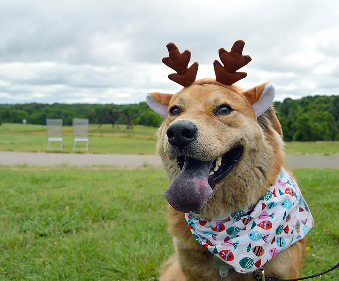 Headbands: Deer Ears