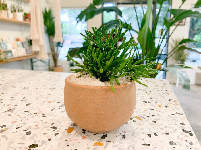 Rhipsalis + Rust Mesic Pot