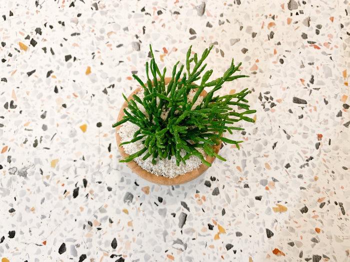 Rhipsalis + Rust Mesic Pot