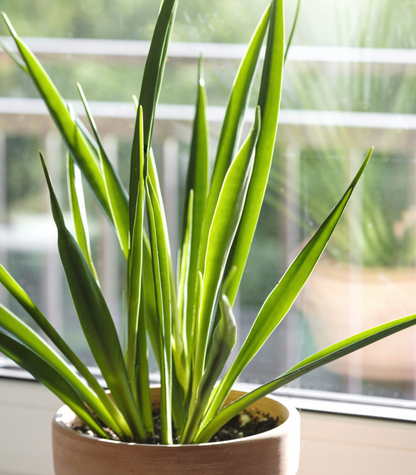 Sansevieria Parva
