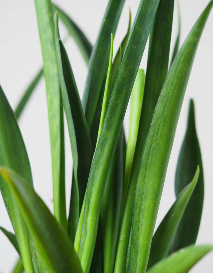 Sansevieria Parva