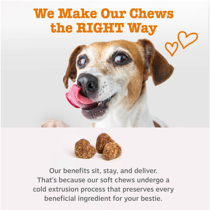 Brown and white senior dog with tongue out above four brown probiotic chew treats on white background.