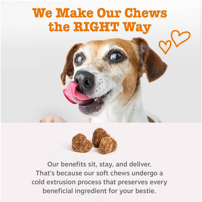 Brown and white senior dog with tongue out above four brown probiotic chew treats on white background.