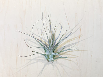 T. Ehlersiana