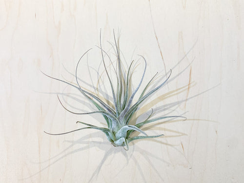 T. Ehlersiana