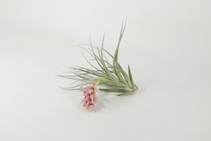 T. ‘Houston’