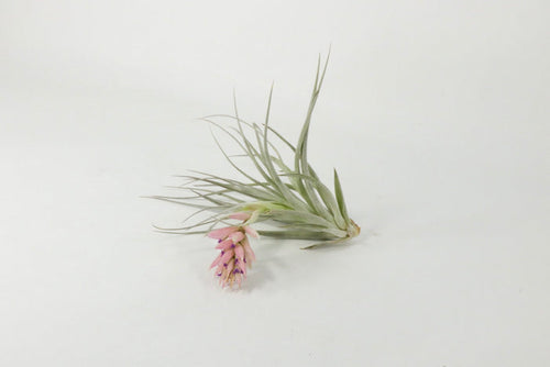 T. ‘Houston’