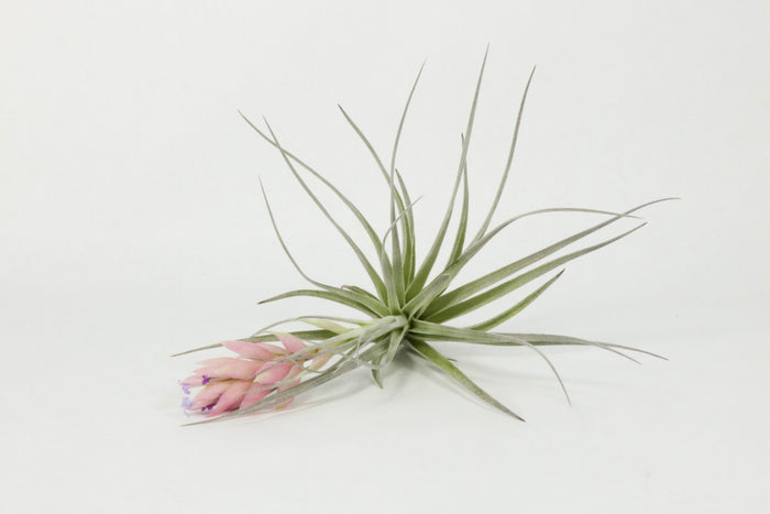 T. ‘Houston’