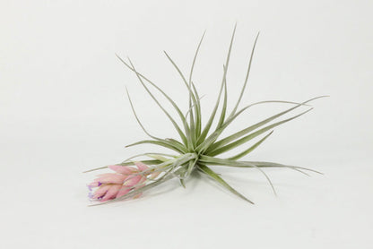T. ‘Houston’