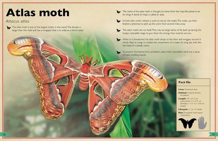 The Magnificent Book of Insects and Spiders