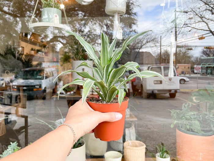 White Jewel Dracaena
